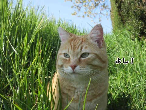 びよーん 6