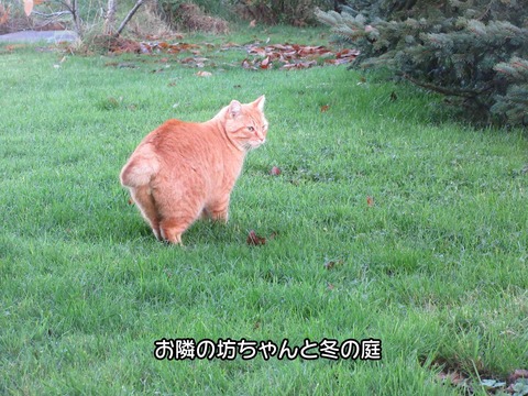 冬の庭 1