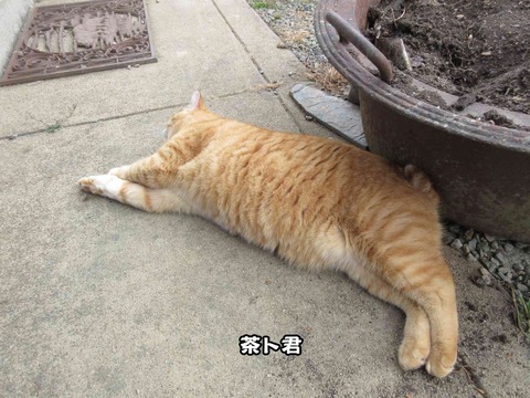 猫写真 3