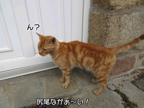 茶トラ 4