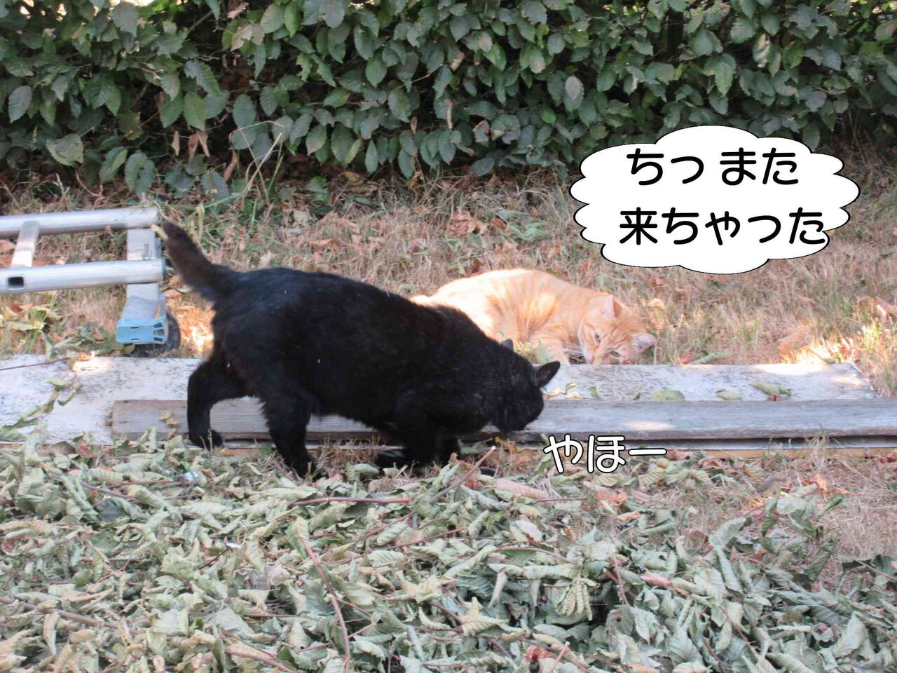 ウィリー走行者と口論 射殺される ソワレが要らないフランス暮らし