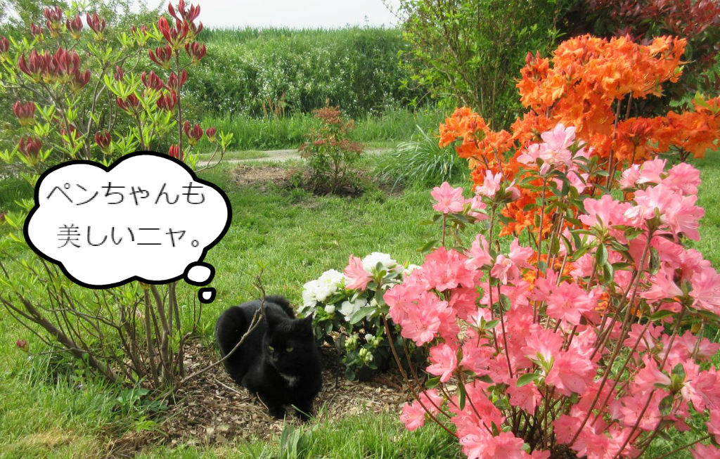 緑の手をお持ちのあなたのお知恵を拝借したく ソワレが要らないフランス暮らし 緑の手をお持ちのあなたのお知恵を拝借したく ソワレが要らないフランス暮らし