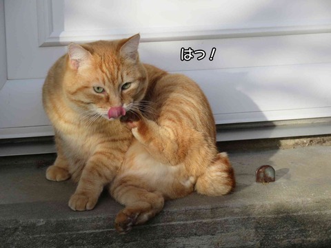 ダンゴムシ 8