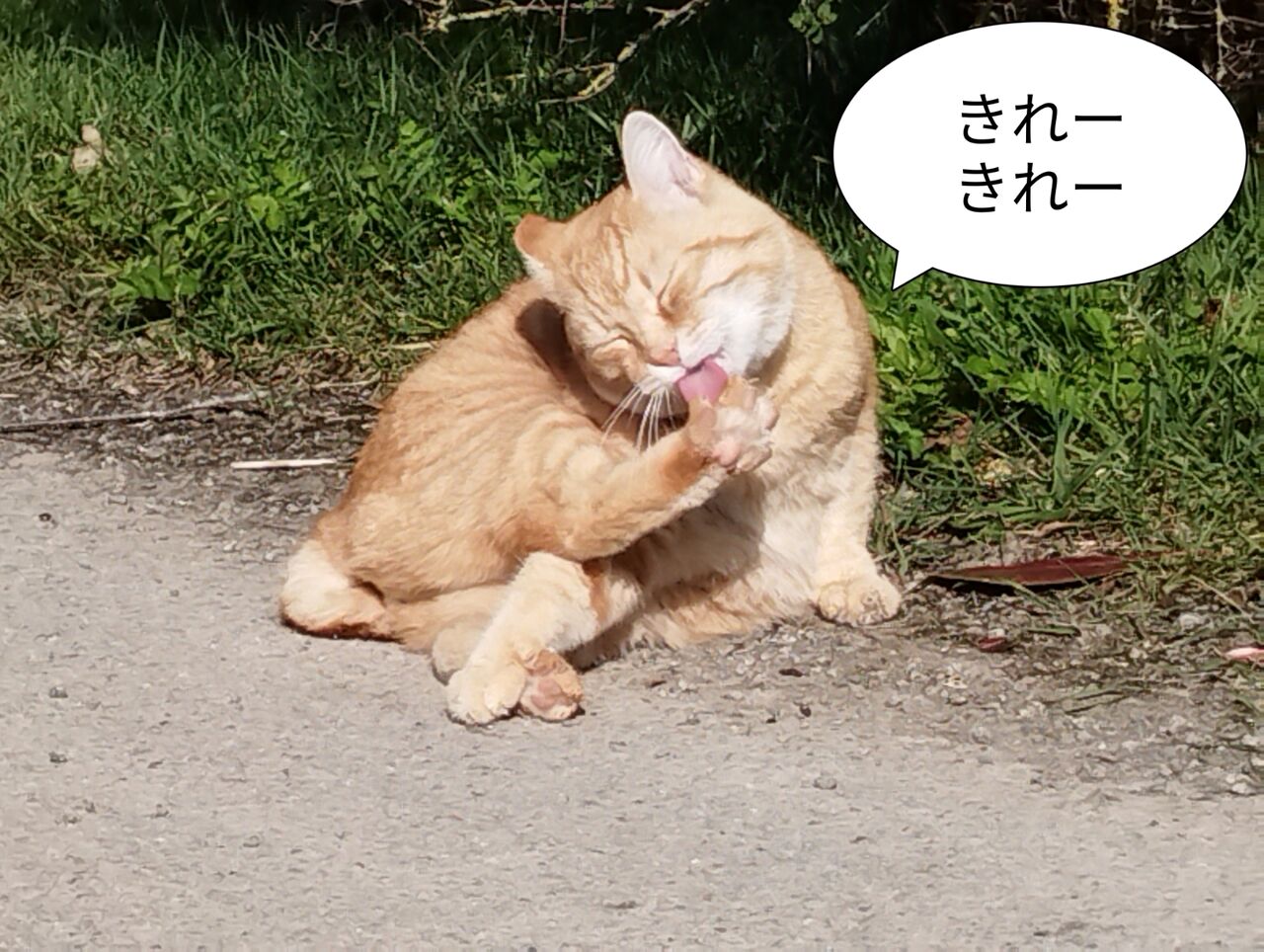 魅力的な Tomさん 11キロ大豆 野菜
