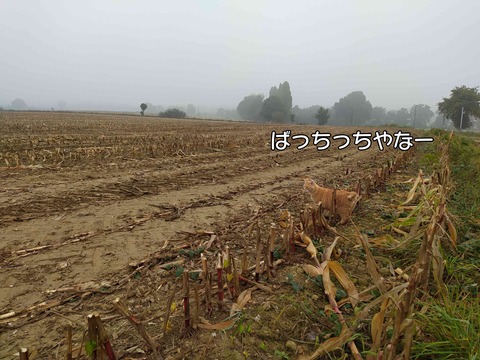保護色 6