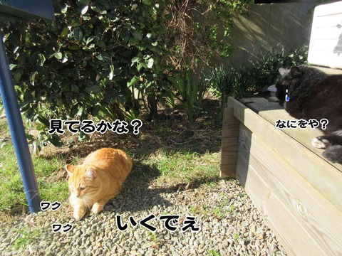 暇な猫 10
