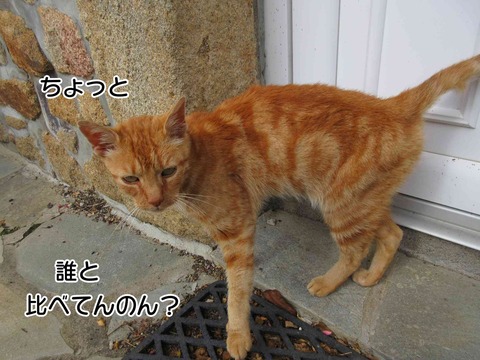 茶トラ 5