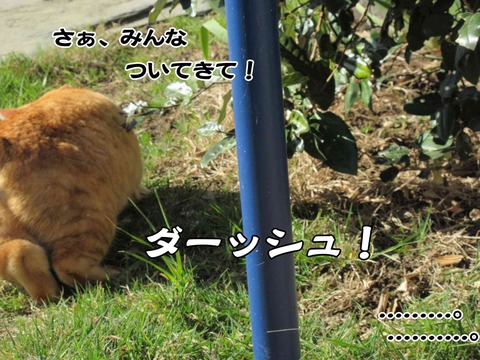 暇な猫 11