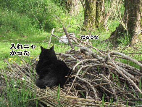 ねこねこねこ　10