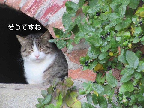 チンピラ 7