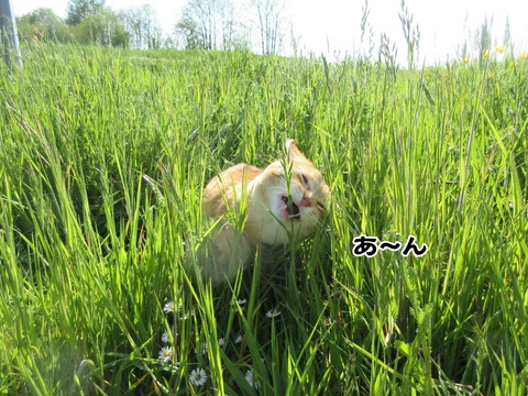びよーん 1