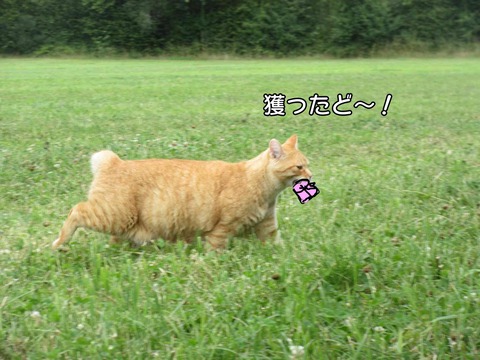 捕獲 5