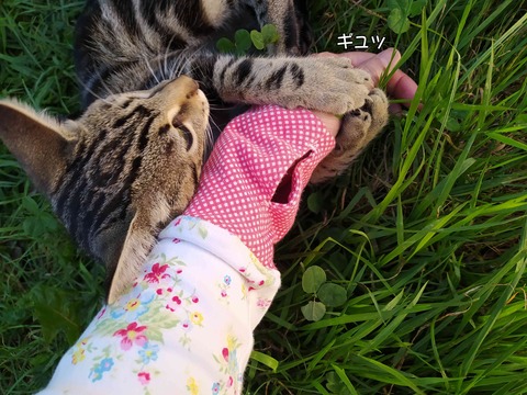 アメショー 2