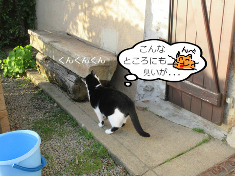 BlogPaint