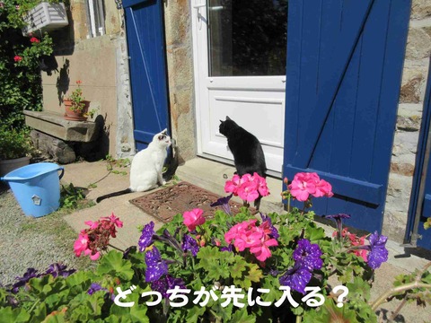 ねこ　1