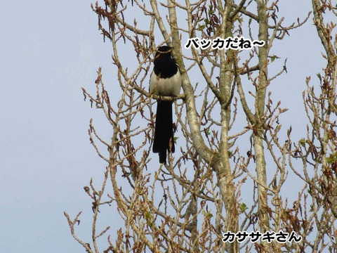 入っちゃダメ 6