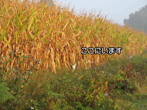 そこ 10