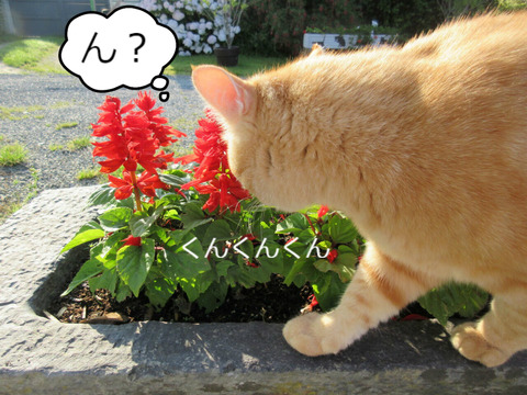 BlogPaint