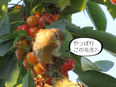 BlogPaint