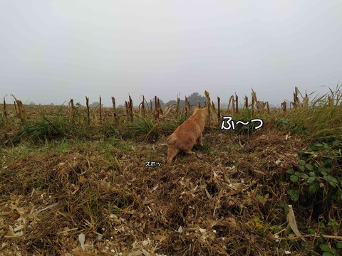 保護色 4