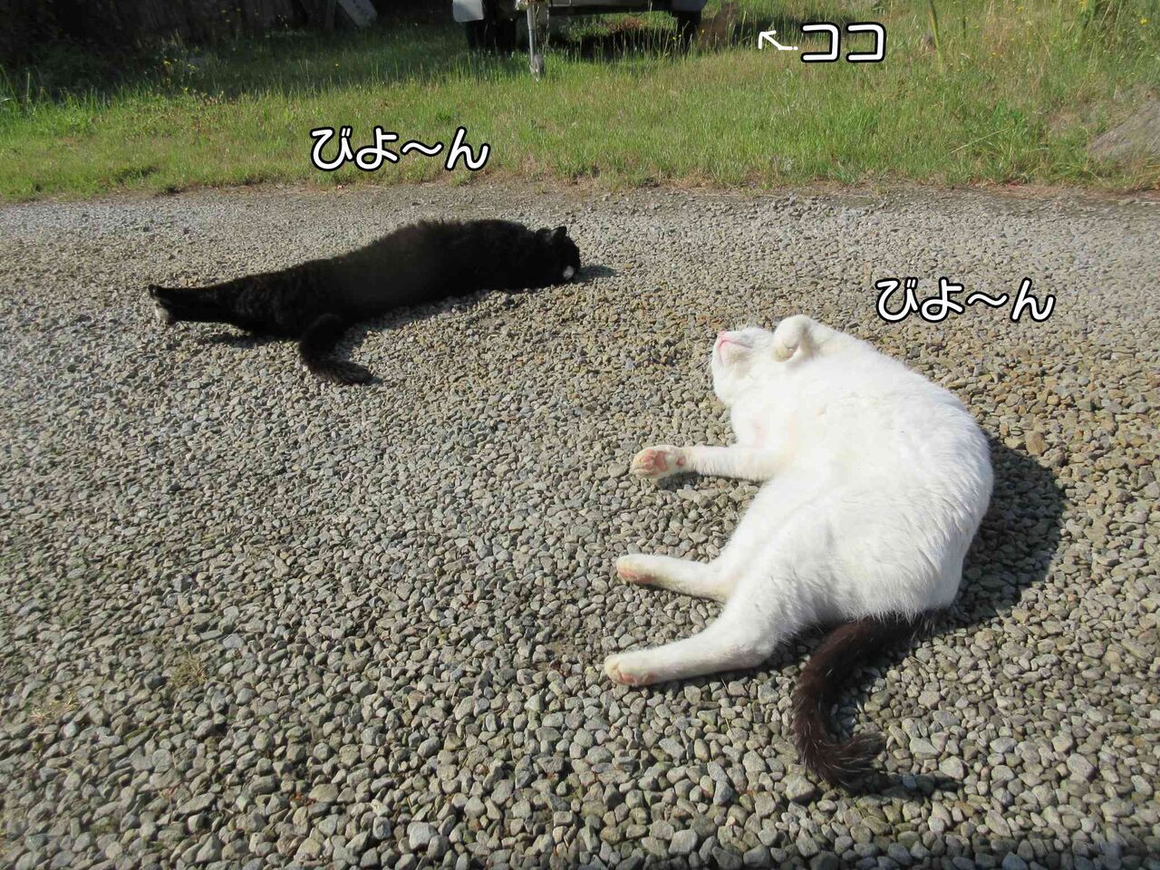 君は馬を見たか 猫写真漫画 ソワレが要らないフランス暮らし 君は馬を見たか 猫写真漫画 ソワレが要らないフランス暮らし