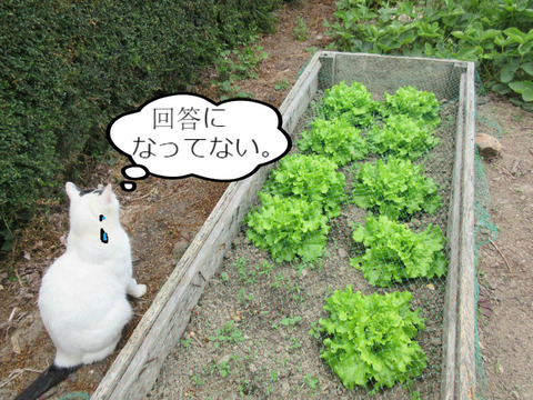 BlogPaint