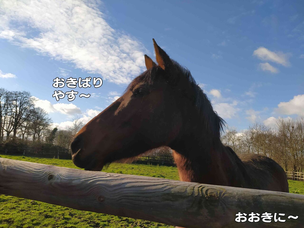 新年の違法花火で頭が吹っ飛んだ青年 ソワレが要らないフランス暮らし 新年の違法花火で頭が吹っ飛んだ青年 ソワレが要らないフランス暮らし