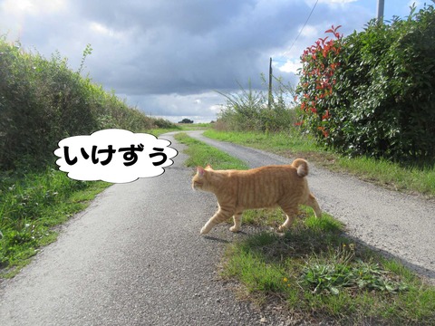 きた 17
