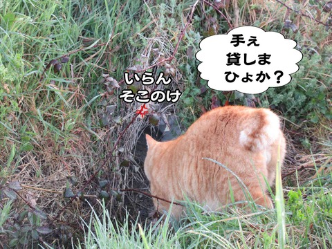 出ておいで 7