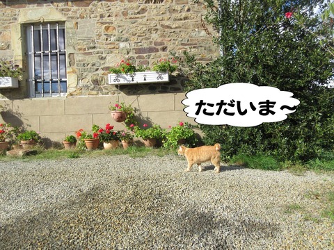 きた 8