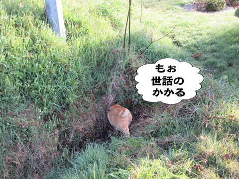 出ておいで 4
