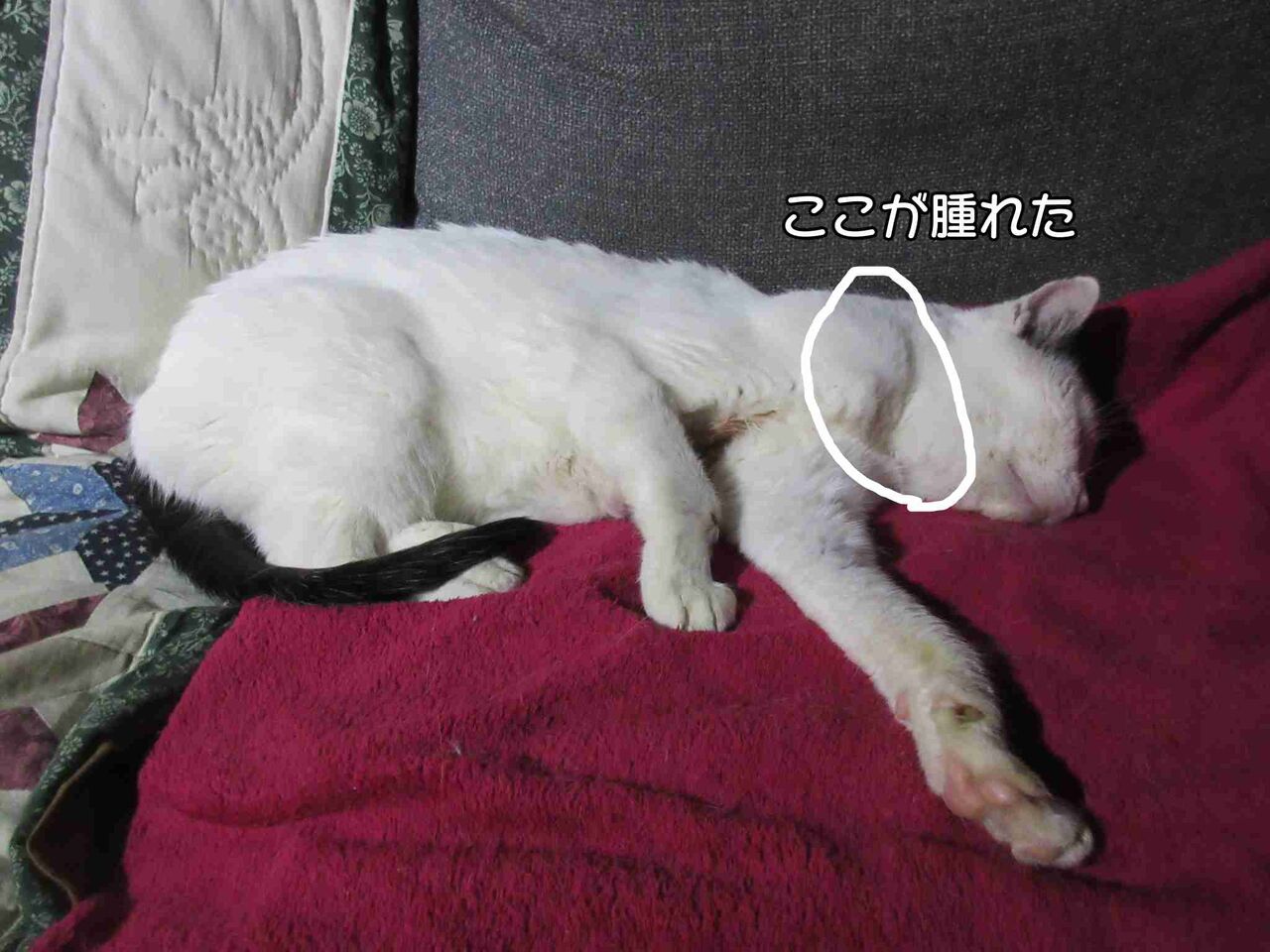 全て茶トラが悪い ソワレが要らないフランス暮らし