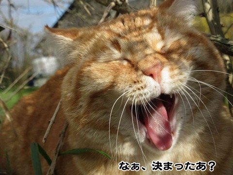 あなたはどっち 8