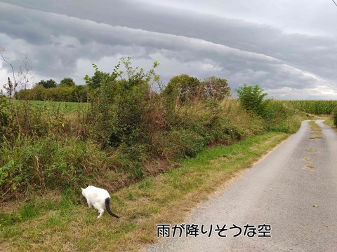 息子の家 2