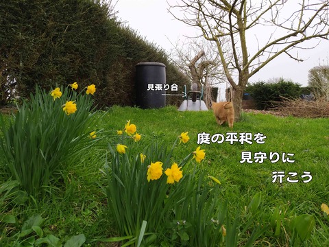 庭の平和 6