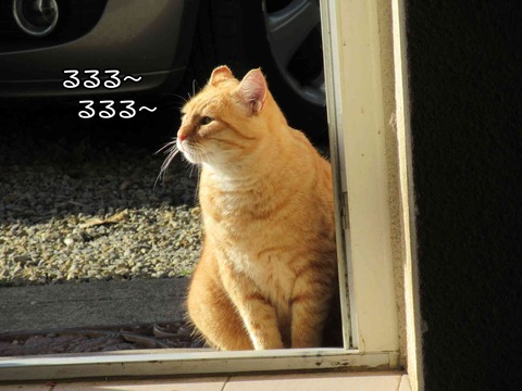 茶トラ 6