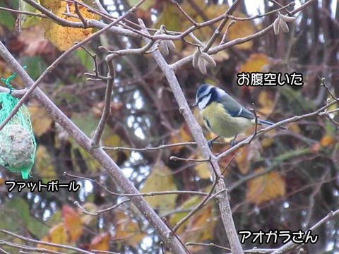 秋 4