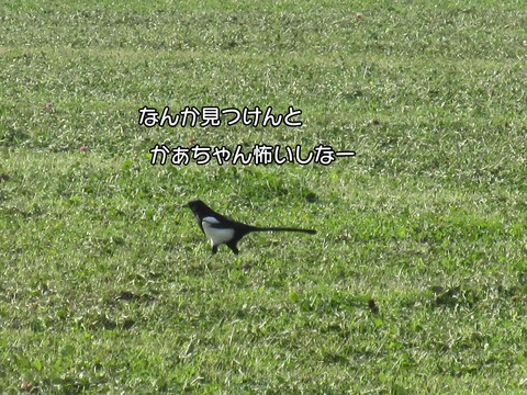 泥棒 5