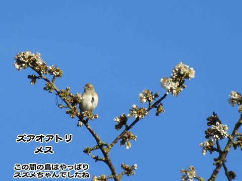 カヌレはどこ 7
