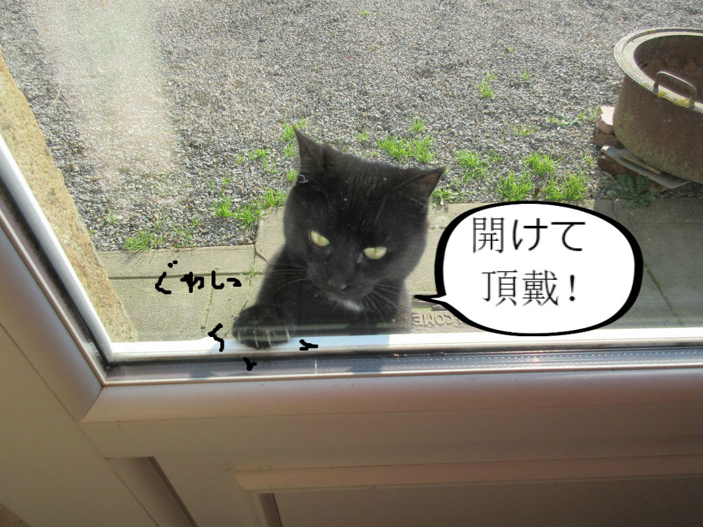 猫 逃げ た 帰っ て くる 猫 逃げ た 帰っ て くる