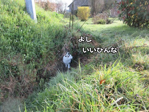 出ておいで 9