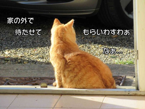 茶トラ 8