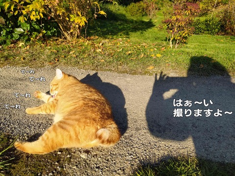 モデル 1