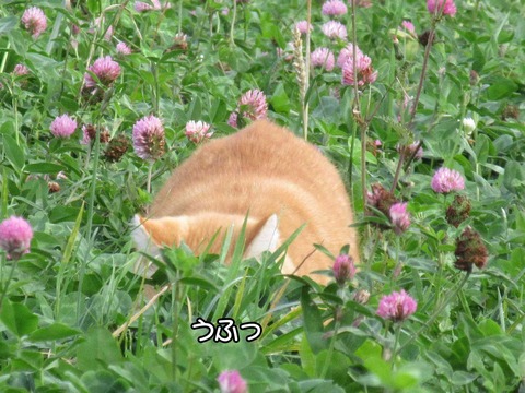 うさぎ　2