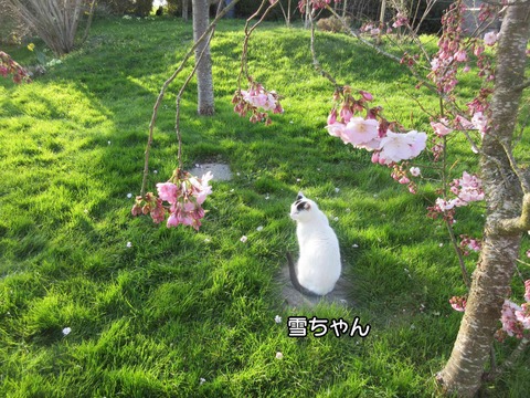 庭の桜　2