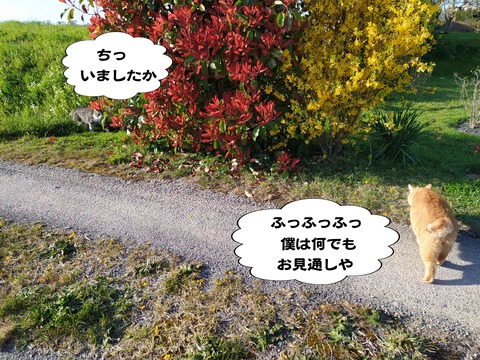 シマヤンを探せ 7