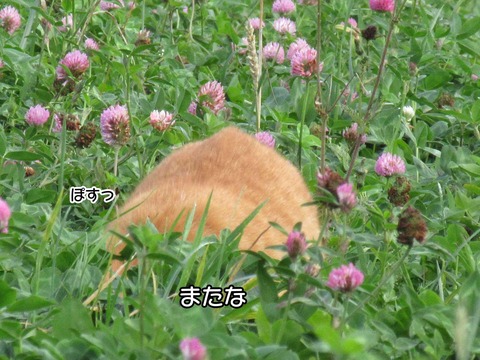 うさぎ　7