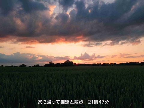 お呼ばれ 7