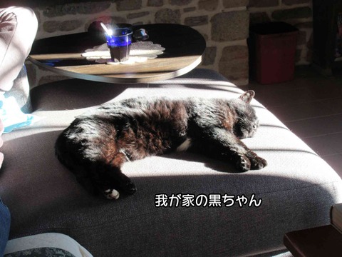 黒ちゃん 1