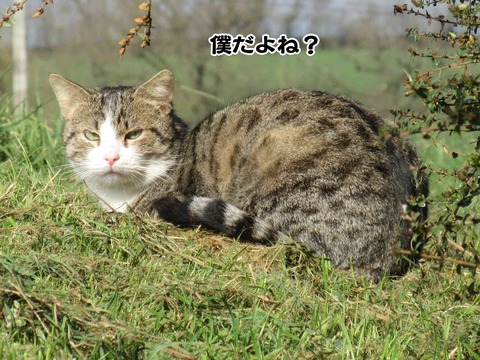 あなたはどっち 5